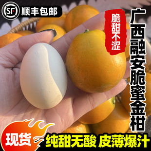 脆蜜金柑正宗第三代广西融安金桔独立包装顺丰产地直发5A特大果王