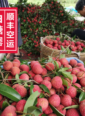高州高山老树白糖罂 新鲜荔枝水果糯米笑桂糍味妃子甜5斤顺丰空运