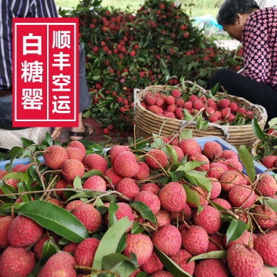 特大果高州高山老树白糖罂空运