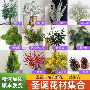 圣诞节布置花材鲜切真花诺贝松天竺少女松雪松树枝云南直发顺丰