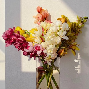 大花蕙兰鲜花家用室内水培兰花鲜切花绿色插花虎头兰云南直发