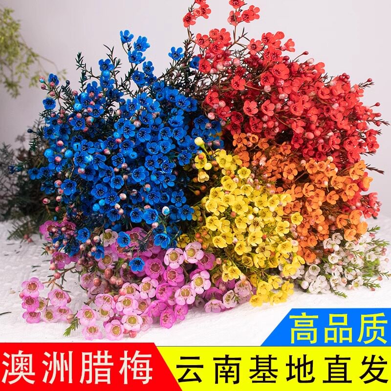 澳洲腊梅鲜花花束客厅摆设云南基地直发水养插花鲜切花摆件年宵花