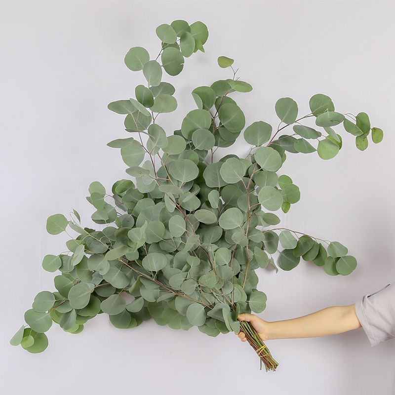 尤加利鲜花云南直发客厅装饰