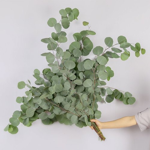 尤加利鲜花云南直发客厅装饰