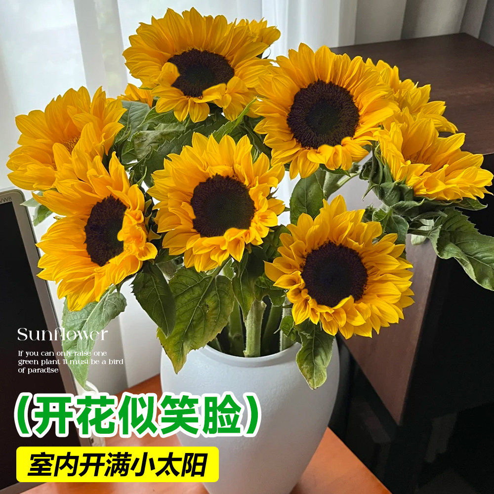 云南直发向日葵鲜切花大花期长