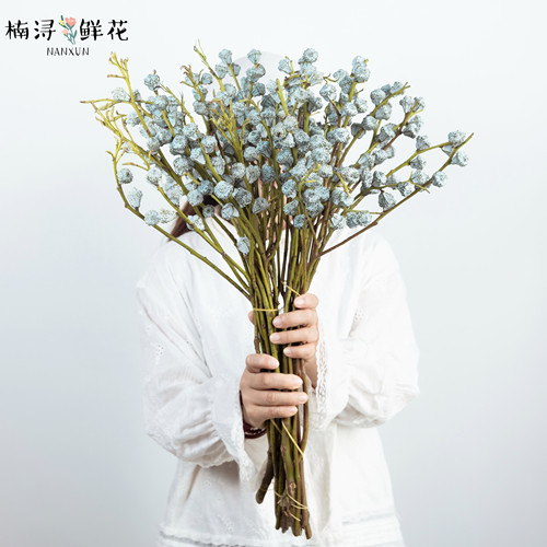 尤加利果鲜切枝桉树果云南直发