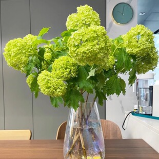 木绣球鲜花云南基地直发家用水养鲜花室内插花鲜切花束绿植水培