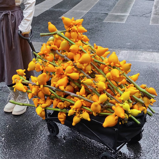 五代同堂果乳茄新鲜花黄皮黄金果年宵花小猪佩奇真果直发懒人植物