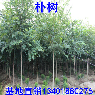 拆迁占地苗工程绿化苗庭院行道树苗朴树苗 朴树树苗 朴树小苗