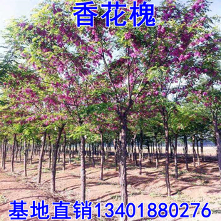 香花槐树苗富贵树槐花苗红花槐树苗庭院绿化花卉花园植物洋槐树苗