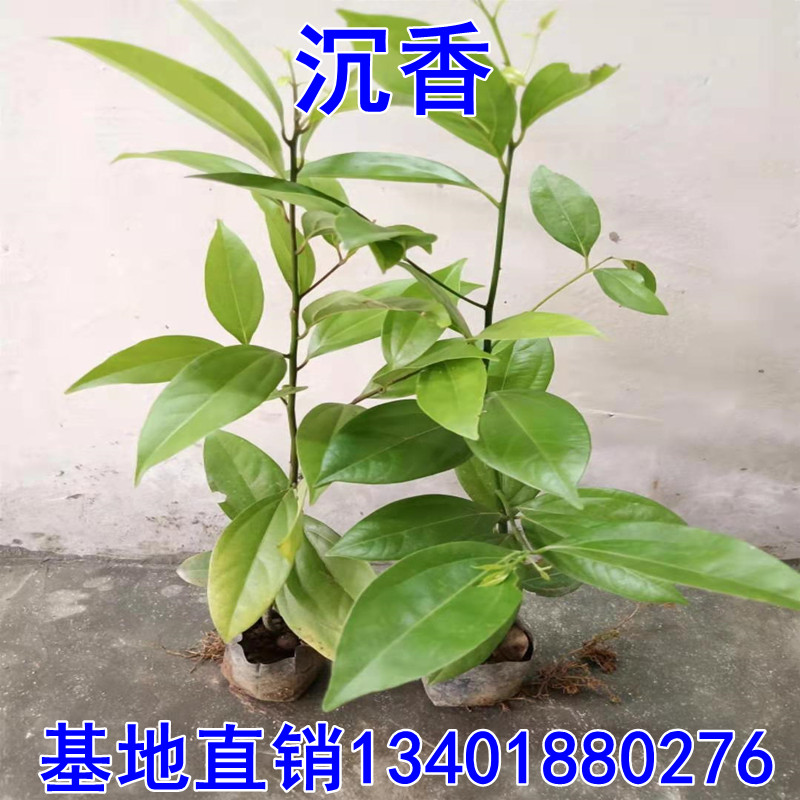 奇楠沉香树苗 正宗越南奇楠小苗沉香树苗名贵树苗绿化树苗盆栽
