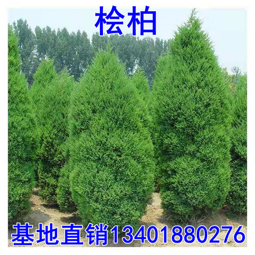 绿化苗灌木篱笆桧柏绿化苗