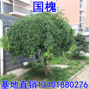 国槐苗 黄金槐树苗 垂槐 龙爪槐树 庭院道路行道树黄金槐大树苗