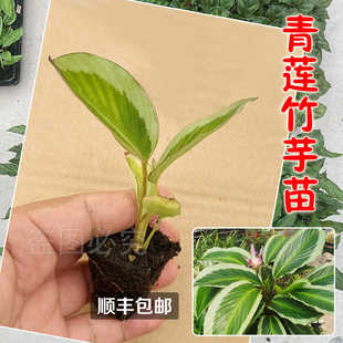 【顺丰包邮】青莲竹芋苗秋竹芋北欧风绿植盆栽室内观叶观花植物