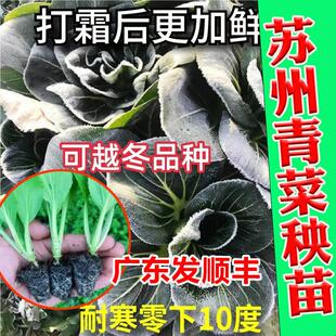 【顺丰包邮】苏州青苗矮脚青梗菜四季都可种植上海青农家自种蔬菜