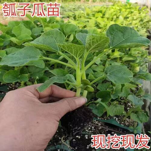 蒲瓜秧苗 瓠子瓜早熟高产耐热瓠子春秋蔬菜种子孑种籽蒲瓜苗瓜苗