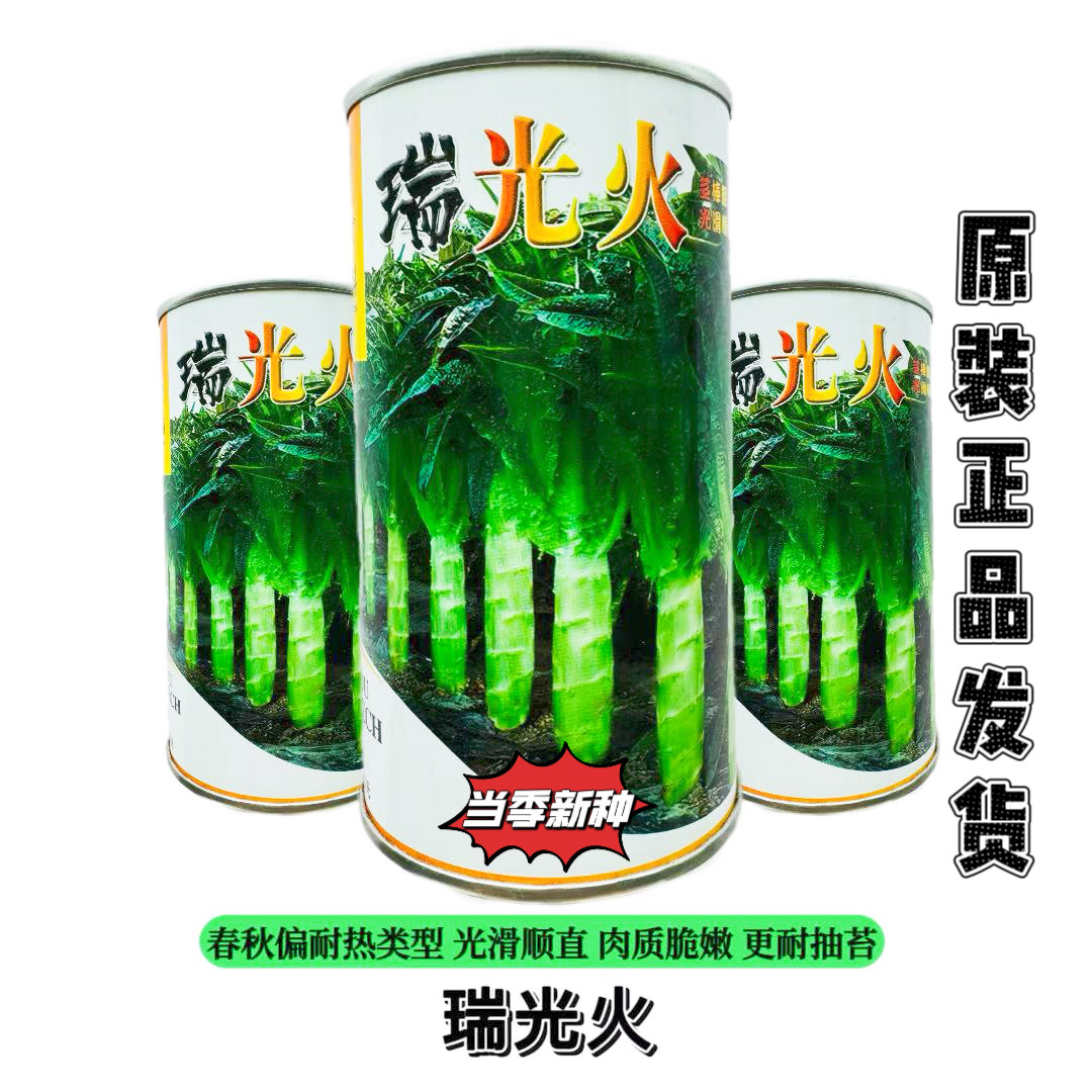 正品 瑞光火红尖叶香莴笋种子耐热耐抽苔早春秋冬季播莴苣种籽