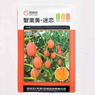 蟹栗黄 蜜恋黄南瓜种子板栗小南瓜种籽高产香甜面贵族南瓜新品种