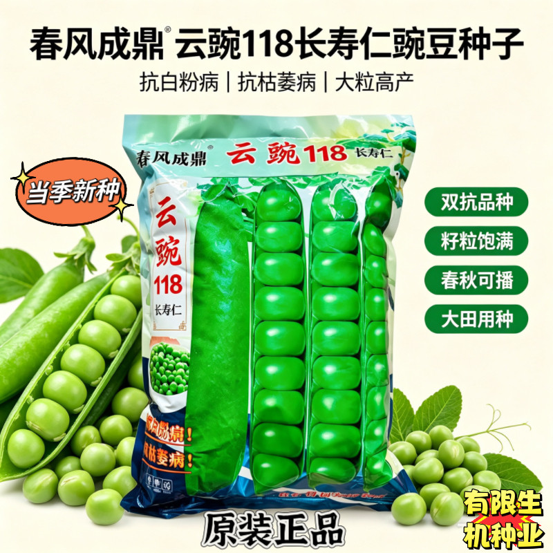 云豌118长寿仁豌豆种子 抗白粉抗枯萎病 大粒鲜食豌豆5kg大田用种