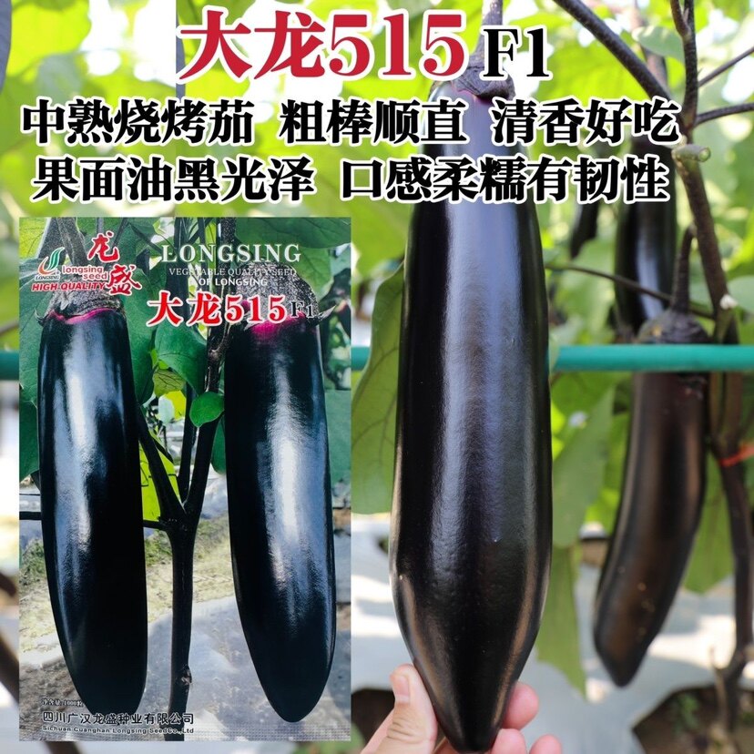 龙盛烧烤茄种子四川大龙515粗棒型茄子种子软糯清香好吃烧烤茄子