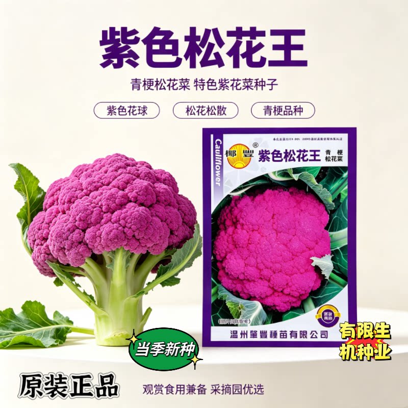 紫色松花菜花菜种子 松散松花型花青素丰富 特色基地观光菜园菜籽