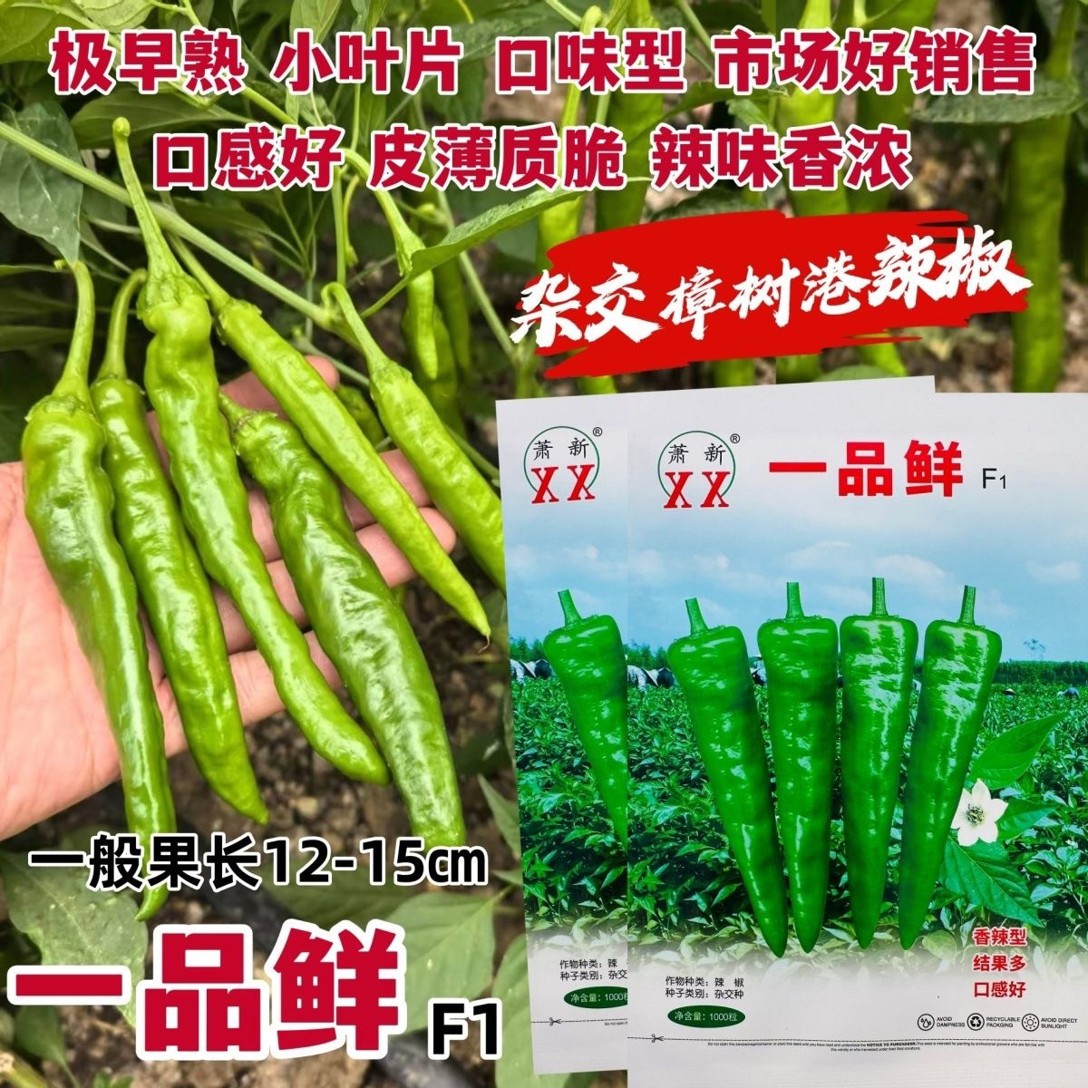 萧新一品鲜正宗香辣型樟树港辣椒种子极早熟樟树港椒种子辣味香浓