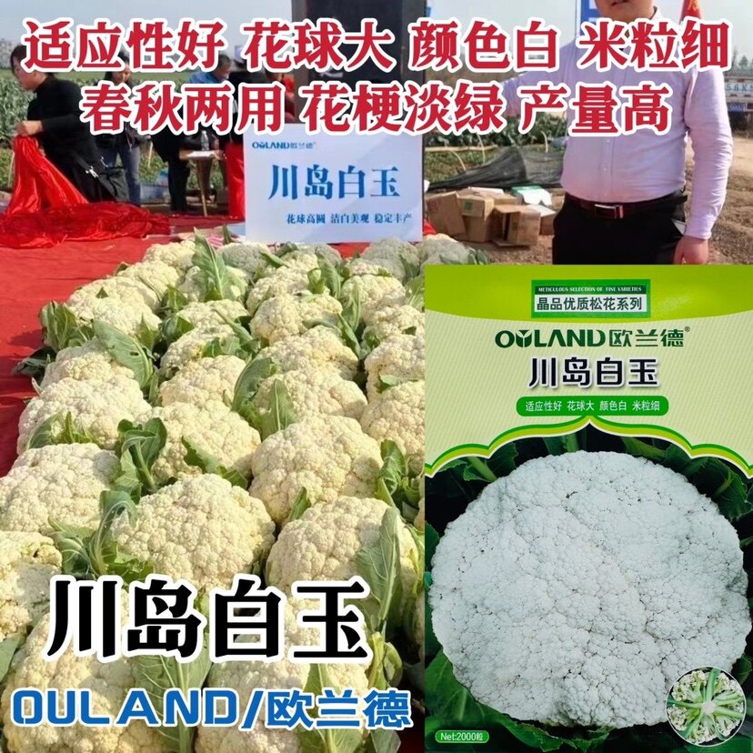 川岛白玉松花菜种子花球大产量高春秋两用小米粒白花菜种籽孑高产