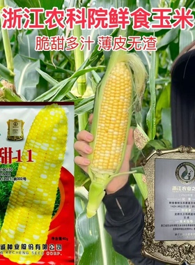 浙甜11玉米种子口感超甜水果玉米种籽高产春秋大田播黄色甜玉米种