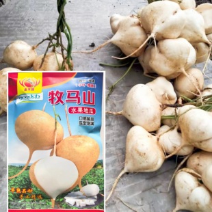牧马地瓜种子凉薯种孑种籽水果特大白瓤香甜早熟种植沙葛土瓜正品