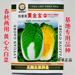 绿春美黄金宝黄心大白菜种子耐抽薹高抗病早熟春秋两用黄心白菜籽