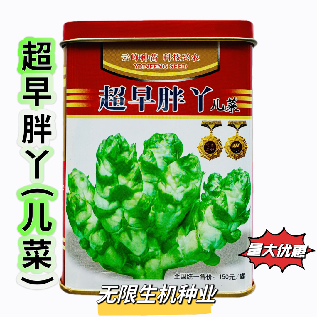 超早胖丫儿菜种子早熟高产儿菜种籽四川特产娃娃菜抱子芥菜种籽孑