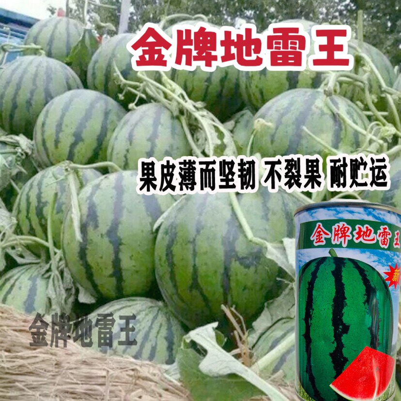 金牌地雷王西瓜种子抗病高产大红瓤西瓜籽风味特佳不裂果50克正品