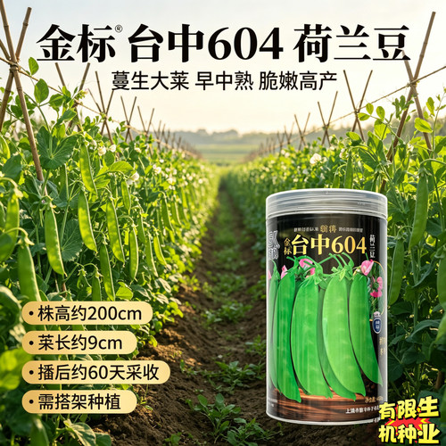 金标台中604荷兰豆种子 蔓生大荚甜脆早中熟高产秋冬大田种植450g