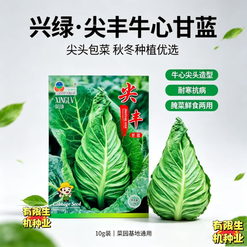 兴绿尖丰牛心甘蓝种子 尖头包菜秋冬耐寒大田高产卷心菜种籽 10g