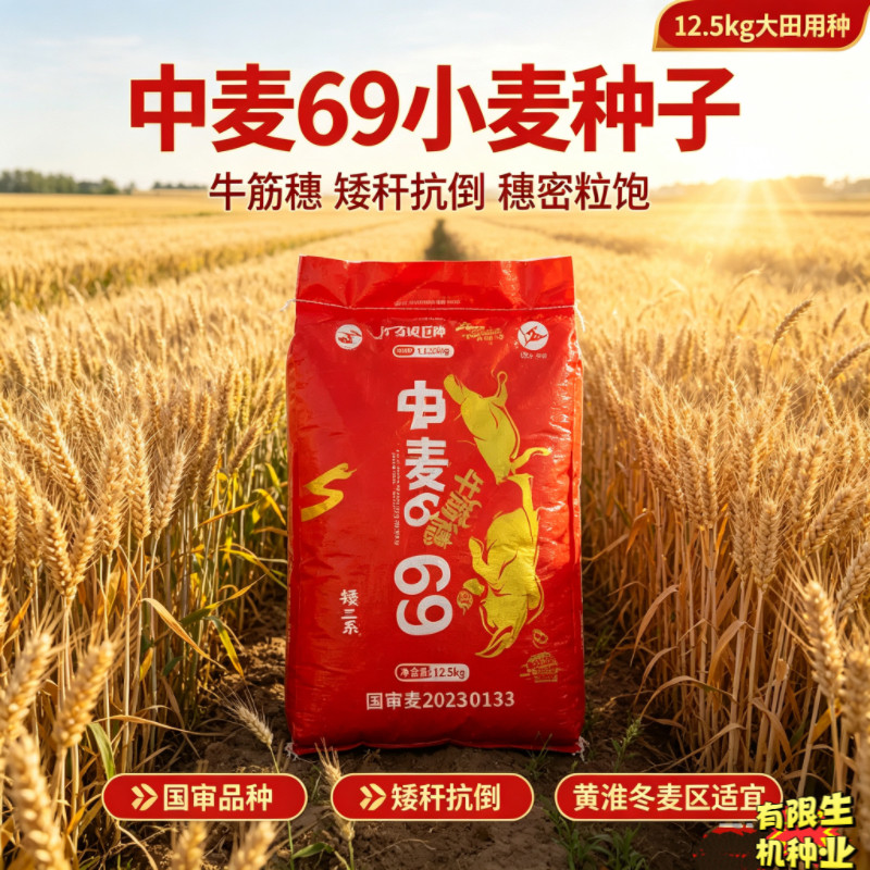 中麦69国审小麦种子 牛筋穗矮三系矮秆抗倒伏大田小麦种籽12.5kg