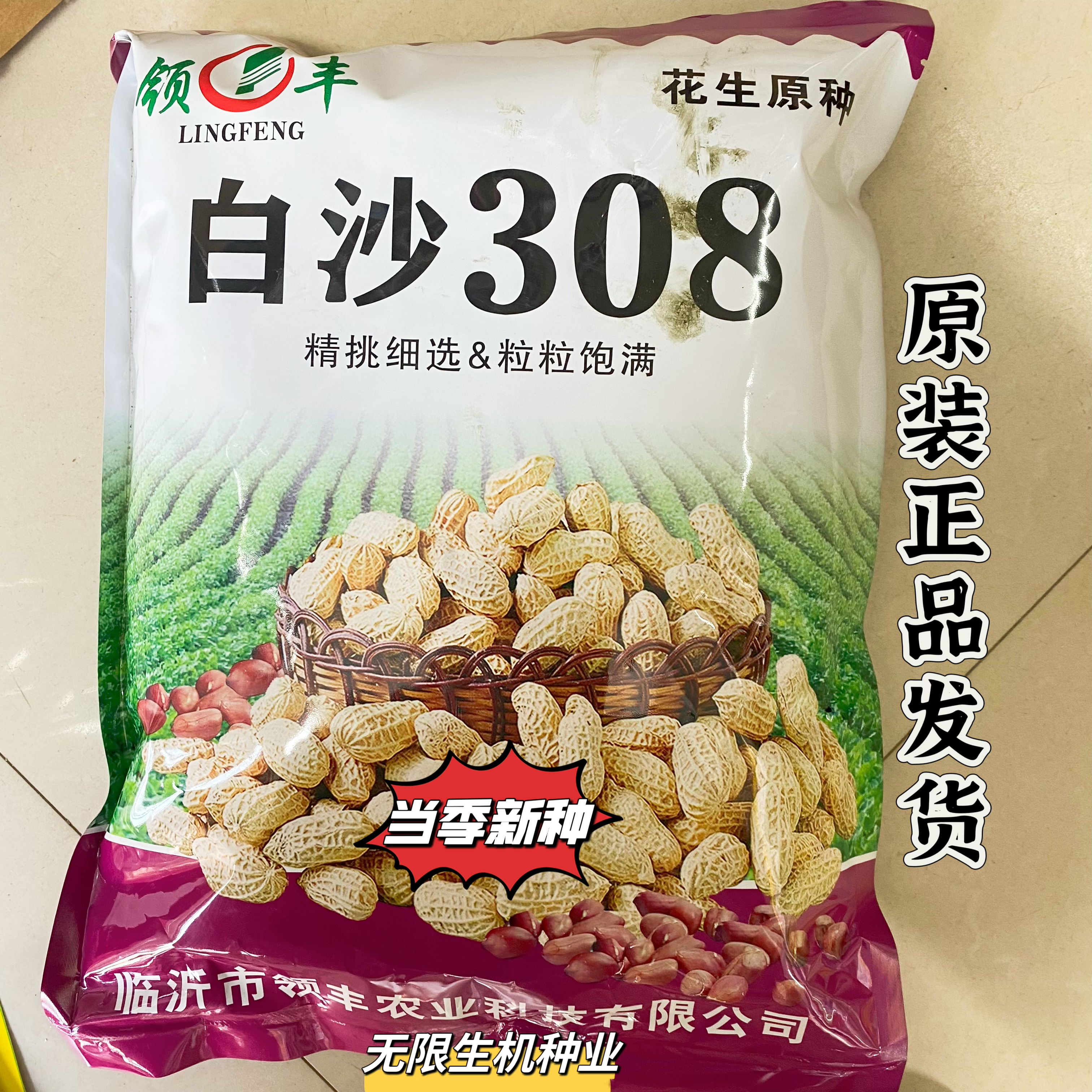 白沙308花生种子高产大花生种籽油食两用高产高油大田用春夏季播
