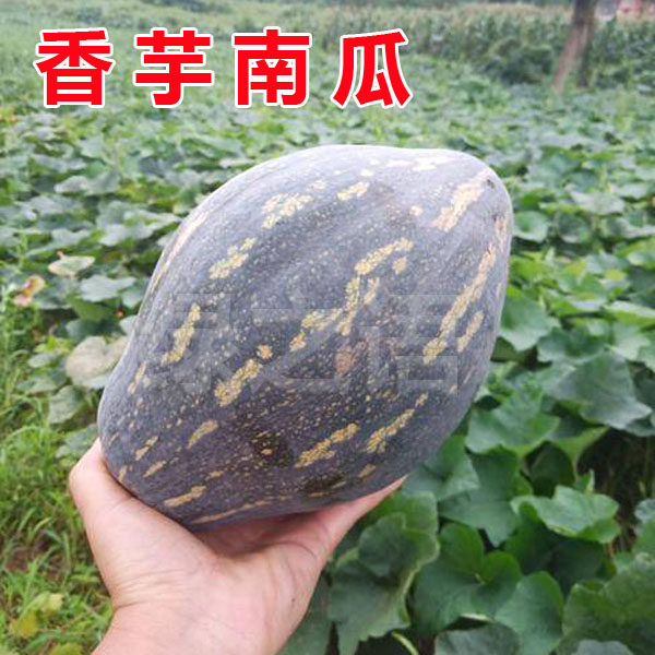 中科茂华香芋南瓜种子板栗粉糯南瓜种籽贝贝南瓜高产板粟香甜瓜籽