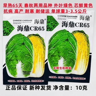海鼎CR65大白菜种子春秋两用型早熟黄心白菜种子抗病高产白菜种籽