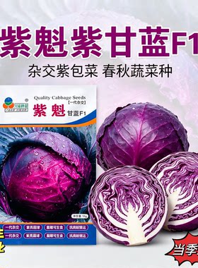 兴绿种苗紫魁甘蓝种子F1杂交圆球紫包菜春秋抗病高产蔬菜种籽10g
