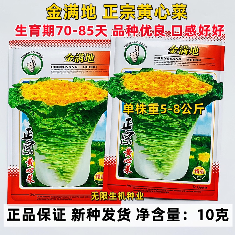 金满地正宗黄心菜种子中狮头杂交黄芯大白菜种籽秋播菜籽黄芽菜孑