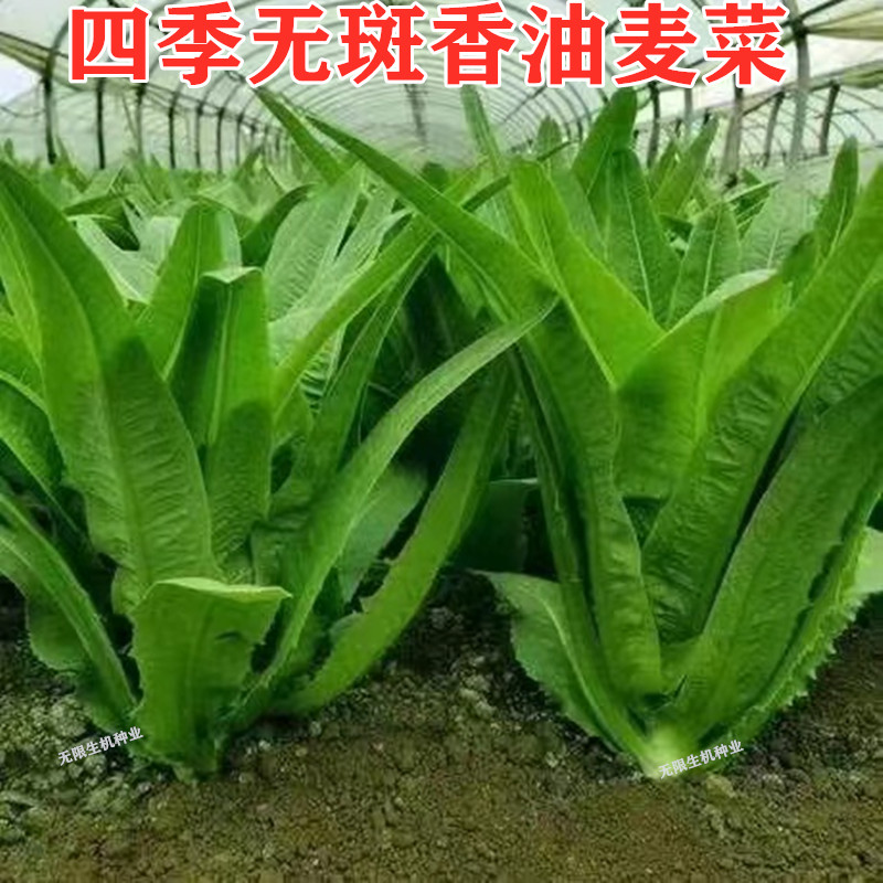 广东四季甜脆香油麦菜种籽抗病无斑油麦菜籽种农家田园蔬菜种孑