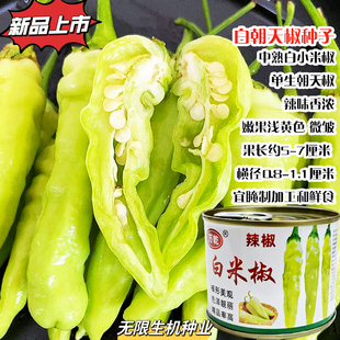 小米辣椒泡椒种子朝天椒白米椒种籽研制椒春季夏四季播蔬菜种籽孑