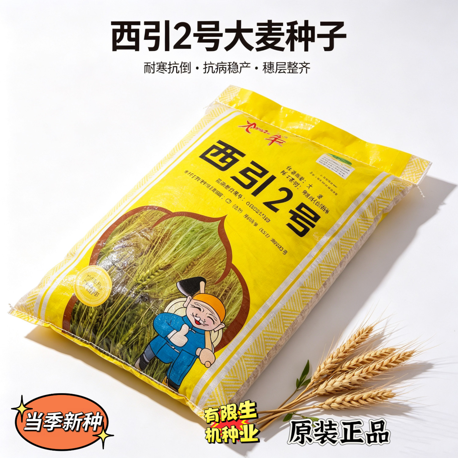 西引2号大麦种子 半冬性 耐寒抗倒抗锈病 秋冬季播大田冬大麦种籽