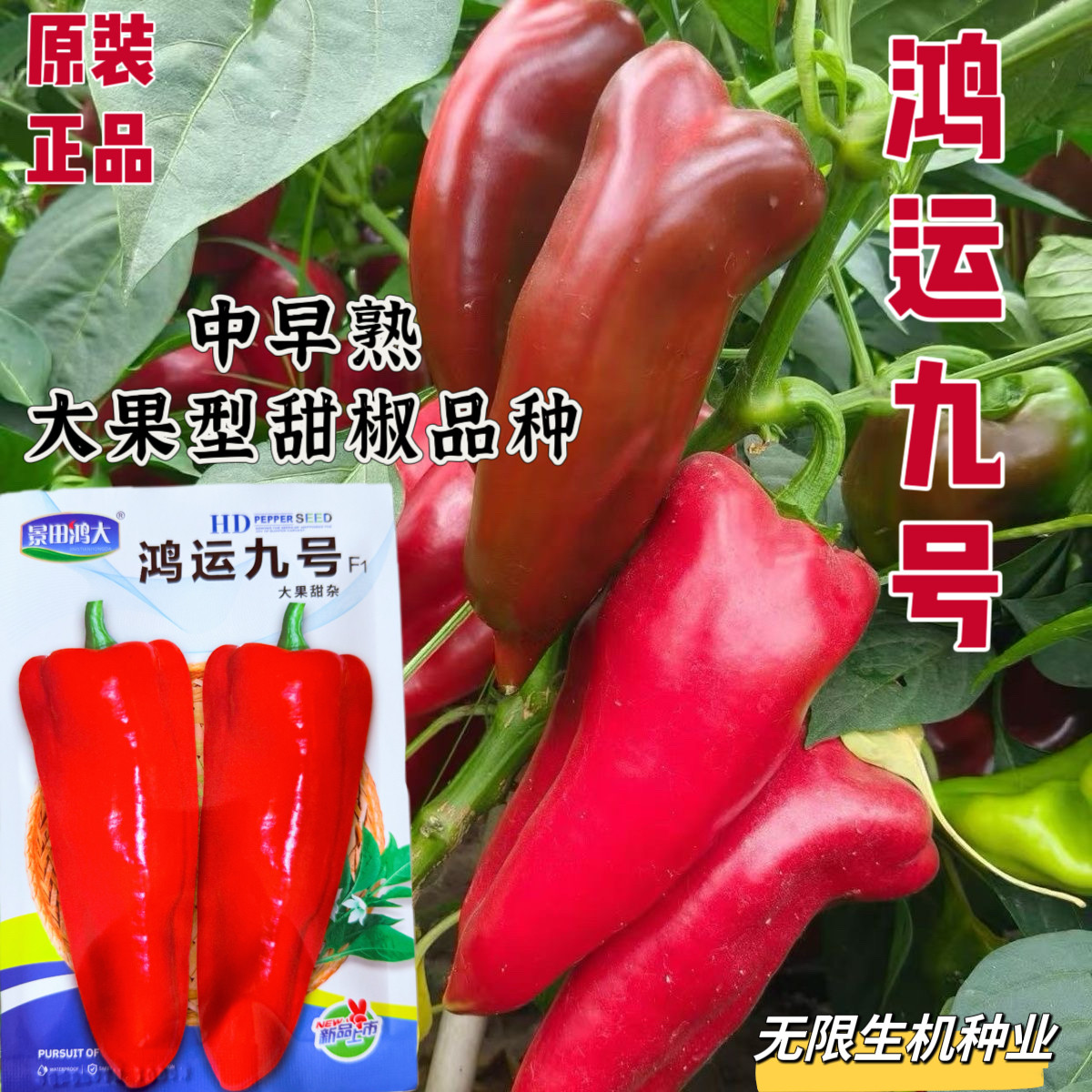 正品鸿运九号大果甜椒种子牛角椒种籽红甜椒高产抗病肉厚辣椒种籽
