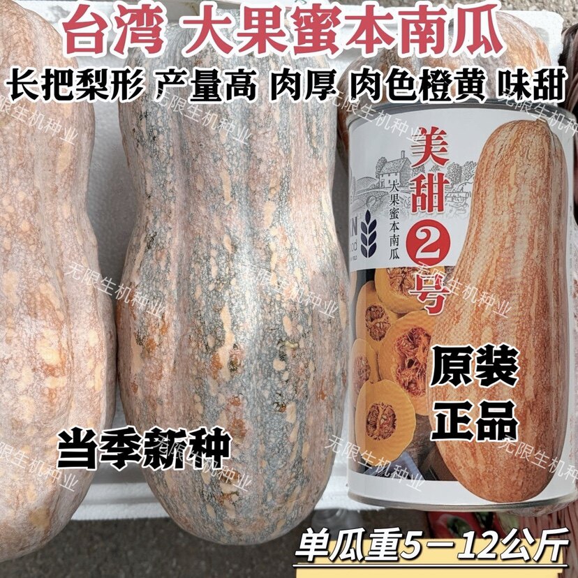 美甜2号南瓜种子大果型蜜本南瓜种籽高产优质大果台湾蜜本南瓜种