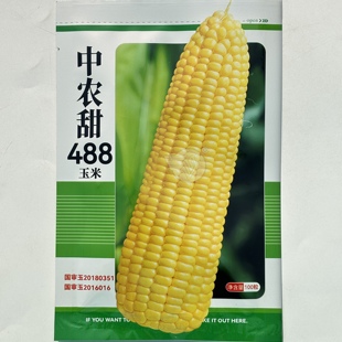 水果玉米种子 中农甜488甜玉米种籽 早熟大棒非转基因黄玉米种孑