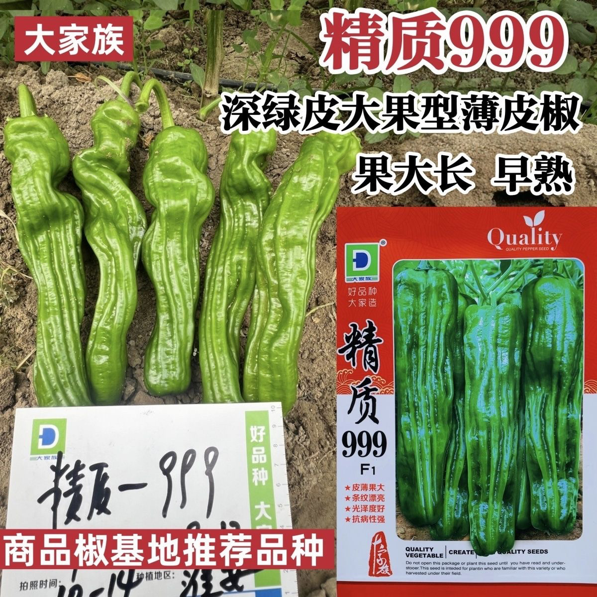 大家族辣椒种子精质999薄皮椒种子特大果芜湖椒香辣薄皮青椒种籽