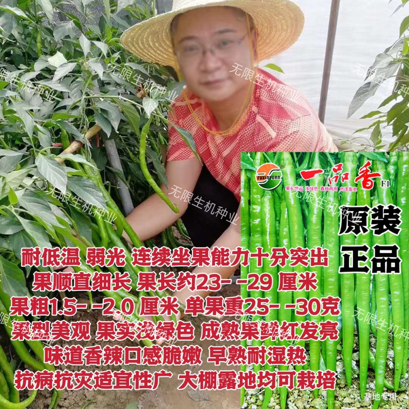 一品香线椒种子种苗春秋季高产早熟香辣种籽阳台盆栽辣椒蔬菜种孑