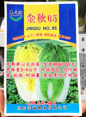 金秋65黄心大白菜种子秋播黄白菜种籽抗病高产山东大白菜孑四季播