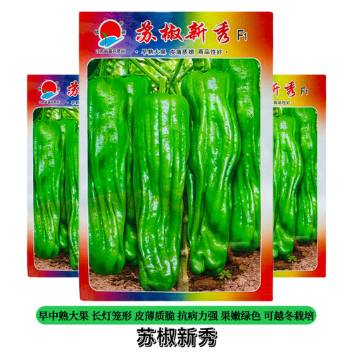 苏椒新秀辣椒种子早熟大果薄皮椒种籽抗病高产春秋基地播蔬菜种籽